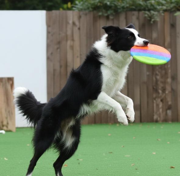 Frisbee en Caoutchouc Résistant – Jeu de Lancer Durable pour Toute la Famille